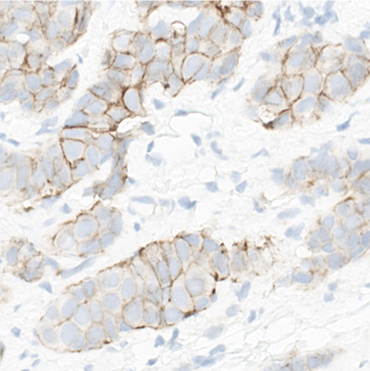 385 AVD-16AOZ-4037A 4B5 Ab