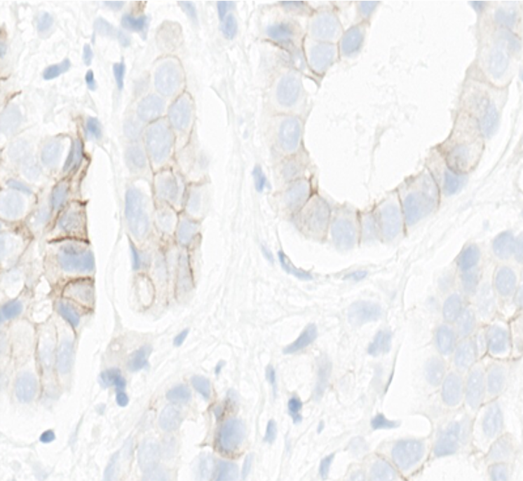 386 AVD-16AOZ-5239A 4B5 Ab
